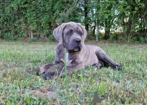 Photo №4. Je vais vendre cane corso en ville de Michów. éleveur - prix - 1000€