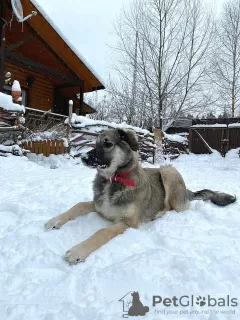 Photo №2 de l'annonce № 18272 de la vente chien bâtard - acheter à Fédération de Russie annonce privée