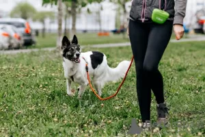 Photo №3. Les propriétaires ont abandonné Luna ; le merveilleux chien a vraiment besoin. Fédération de Russie