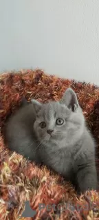 Photo №4. Je vais vendre british shorthair en ville de Los Angeles. éleveur - prix - 568€