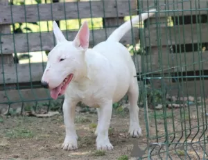 Photo №3. Chiots bull terrier miniatures. Serbie