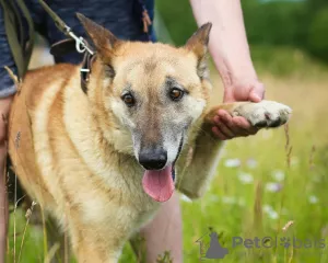 Photos supplémentaires: Chien bien élevé et confortable pour la vie