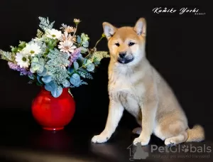 Photo №3. Shiba Inu. Chiots. Fédération de Russie