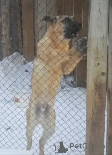 Photo №2 de l'annonce № 9322 de la vente chien bâtard - acheter à Fédération de Russie annonce privée