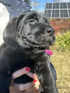 Photos supplémentaires: Chiots labrador de race pure