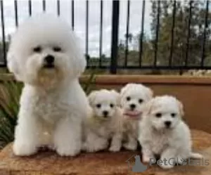 Photo №1. bichon à poil frisé - à vendre en ville de Kiev | 1305€ | Annonce №72888