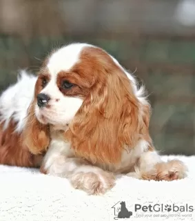 Photo №1. cavalier king charles spaniel - à vendre en ville de Палм-Бич | 1420€ | Annonce №43377