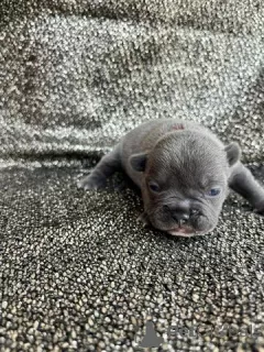 Photo №3. Chiots bouledogue français à vendre. Allemagne