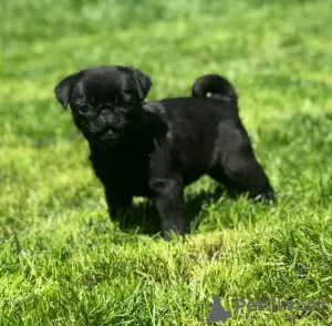 Photos supplémentaires: Chiots Carlin