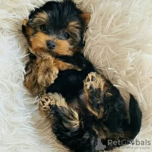 Photo №4. Je vais vendre yorkshire terrier en ville de Москва. annonce privée - prix - 300€