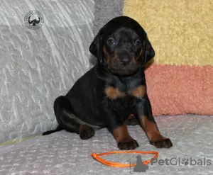 Photo №1. chien courant polonais - à vendre en ville de Mińsk Mazowiecki | 500€ | Annonce №19810