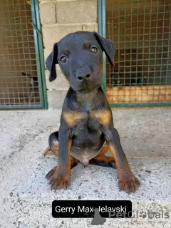 Photo №3. Chiots terrier de chasse allemand. Serbie