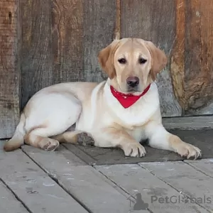 Photo №1. labrador retriever - à vendre en ville de Houston | 237€ | Annonce №45813