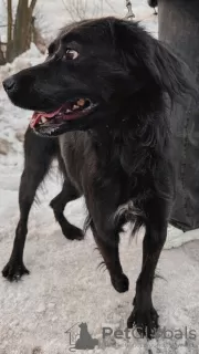 Photo №2 de l'annonce № 128024 de la vente chien bâtard - acheter à Fédération de Russie annonce privée