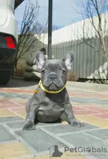 Photo №3. La santé du chiot Frenchie a été vérifiée. Prêt à partir.. Chypre