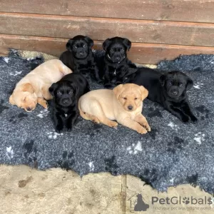 Photo №4. Je vais vendre labrador retriever en ville de Cologne.  - prix - 400€