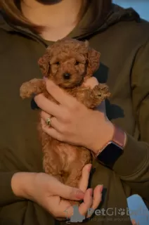 Photos supplémentaires: Mini Caniche, couleur abricot