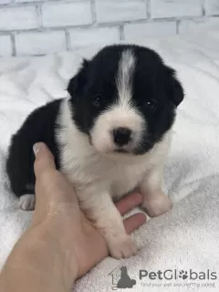 Photos supplémentaires: Chiots border collie, le chien le plus intelligent du monde