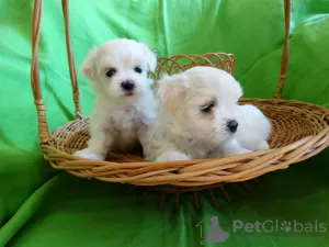 Photo №1. bichon maltais - à vendre en ville de Minsk | négocié | Annonce №10983