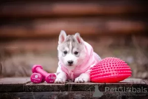 Photo №2 de l'annonce № 13451 de la vente husky de sibérie - acheter à Fédération de Russie annonce privée