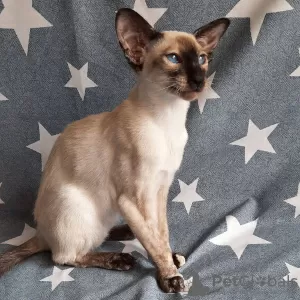 Photo №2 de l'annonce № 10407 de la vente oriental shorthair - acheter à Fédération de Russie éleveur