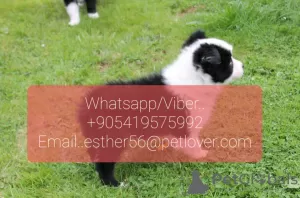 Photo №1. border collie - à vendre en ville de Doudinka | Gratuit | Annonce №107014