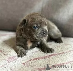 Photo №1. bouledogue - à vendre en ville de Tampere | négocié | Annonce №119795