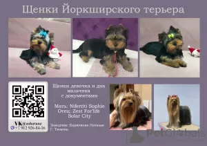 Photo №1. yorkshire terrier - à vendre en ville de Surgut | négocié | Annonce №34271