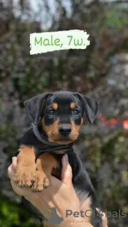 Photos supplémentaires: pinscher allemand