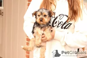 Photo №1. yorkshire terrier - à vendre en ville de Jena | 650€ | Annonce №63835