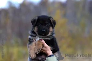 Photos supplémentaires: Chiots berger allemand