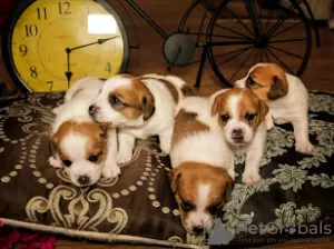 Photo №3. Chiots Jack Russell à vendre. Fédération de Russie