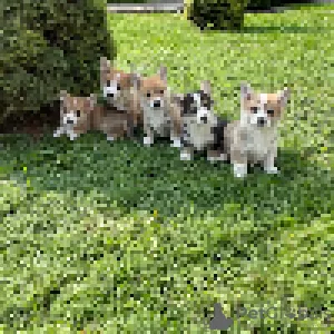 Photos supplémentaires: Welsh Corgi Pembroke