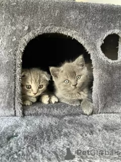 Photo №3. BKH/Scottish Fold. Allemagne