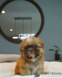 Photo №2 de l'annonce № 124282 de la vente shih tzu - acheter à USA éleveur