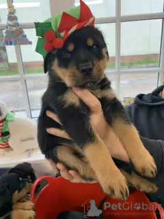 Photo №1. rottweiler - à vendre en ville de Los Angeles | 473€ | Annonce №85079