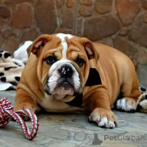 Photo №3. Bulldog anglais. Serbie