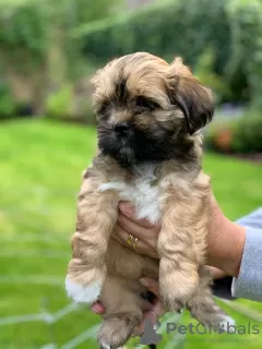 Photo №1. lhassa apso - à vendre en ville de Бохум | Gratuit | Annonce №95926