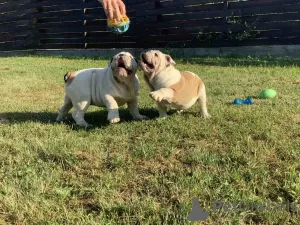 Photo №1. bulldog anglais - à vendre en ville de Vinnitsa | 1000€ | Annonce №11219