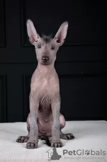 Photo №1. xoloitzcuintle - à vendre en ville de Osijek | négocié | Annonce №121650