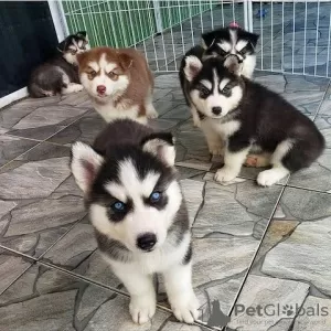 Photo №1. husky de sibérie - à vendre en ville de Berlin | Gratuit | Annonce №126395