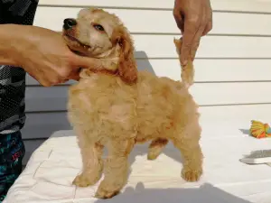 Photo №2 de l'annonce № 2410 de la vente caniche royale - acheter à Fédération de Russie éleveur