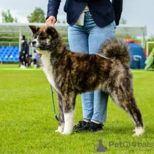 Photo №2 de l'annonce № 20400 de la vente akita (chien) - acheter à Biélorussie de la fourrière