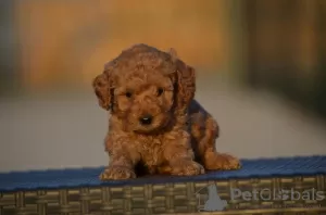 Photos supplémentaires: Mini Caniche, couleur abricot