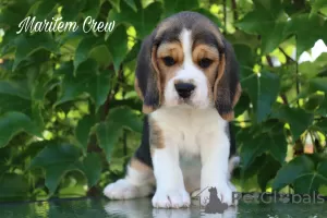 Photo №1. beagle - à vendre en ville de Riyadh | 473€ | Annonce №105174