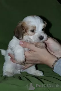 Photos supplémentaires: Chiots bichon havanais