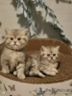 Photo №4. Je vais vendre british shorthair en ville de Bleialf. éleveur - prix - 680€