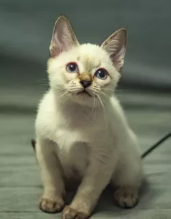 Photos supplémentaires: Derniers chatons du champion du monde Leonardo Sanchitos