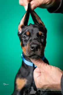 Photos supplémentaires: Chiots Dobermann