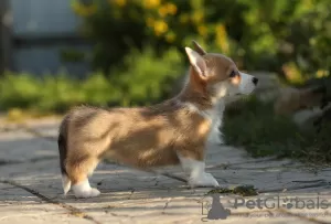 Photos supplémentaires: Chiots Welsh Corgi Pembroke